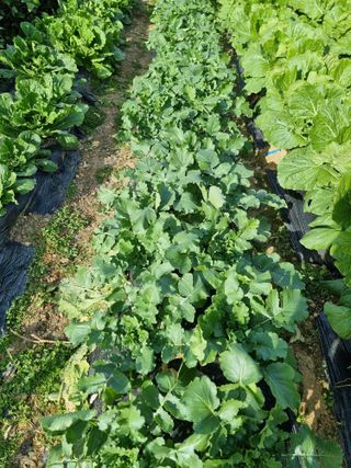 권병☆님의 기타작물 · 영농일지 작성글 사진