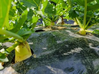 권병☆님의 기타작물 · 영농일지 작성글 사진