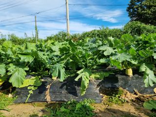 권병☆님의 기타작물 · 영농일지 작성글 사진