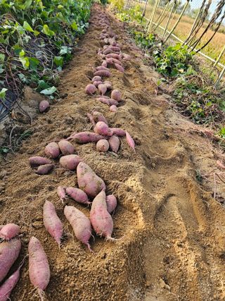 장호덕님의 고구마 · 영농일지 작성글 사진