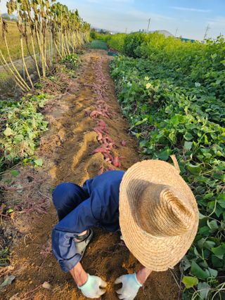 장호덕님의 고구마 · 영농일지 작성글 사진