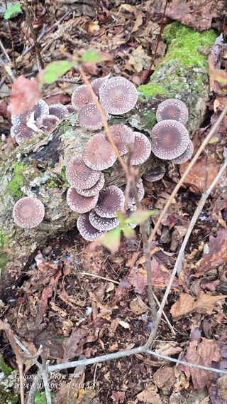 김창혁(해솔산양삼)님의 자유주제 · 자유게시판 작성글 사진