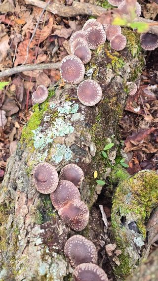 김창혁(해솔산양삼)님의 자유주제 · 자유게시판 작성글 사진