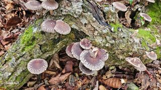 김창혁(해솔산양삼)님의 자유주제 · 자유게시판 작성글 사진