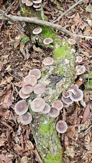 김창혁(해솔산양삼)님의 자유주제 · 자유게시판 작성글 사진