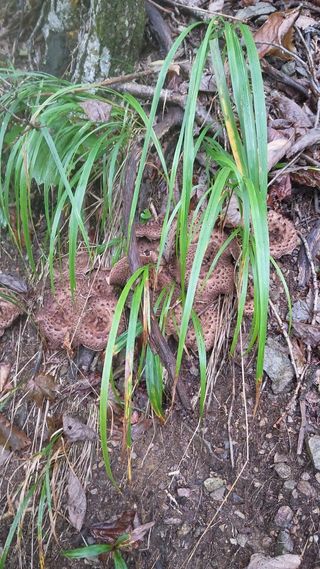 김창혁(해솔산양삼)님의 자유주제 · 자유게시판 작성글 사진