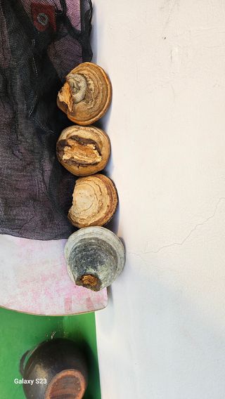 김창혁(해솔산양삼)님의 자유주제 · 자유게시판 작성글 사진