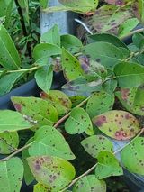 팜모닝 농사, 무엇이든 물어보세요!·참여글 게시글 이미지