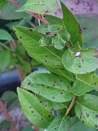 대박농부님의 농사, 무엇이든 물어보세요! · 참여글 작성글 사진