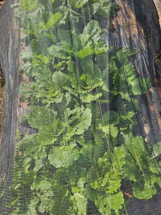 유명숙님의 배추 · 영농일지 작성글 사진