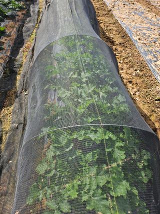 유명숙님의 배추 · 영농일지 작성글 사진