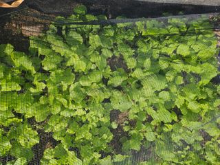 유명숙님의 배추 · 영농일지 작성글 사진