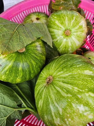 유명숙님의 배추 · 영농일지 작성글 사진