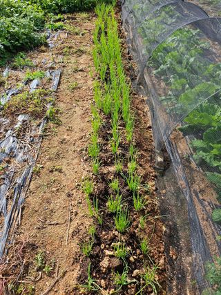 유명숙님의 배추 · 영농일지 작성글 사진