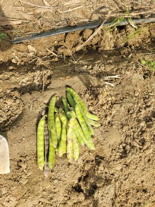 원탑님의 10월 내 농작물 자랑하기 · 참여글 작성글 사진
