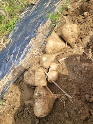 원탑님의 10월 내 농작물 자랑하기 · 참여글 작성글 사진