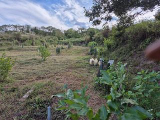 왕대추님의 자유주제 · 자유게시판 작성글 사진