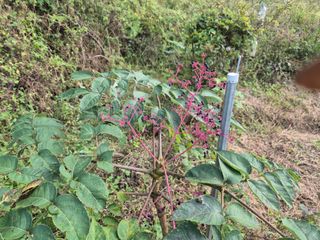 왕대추님의 자유주제 · 자유게시판 작성글 사진