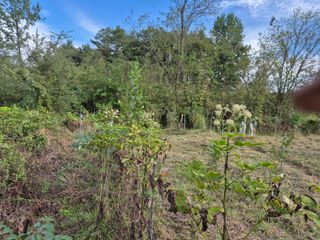 왕대추님의 자유주제 · 자유게시판 작성글 사진