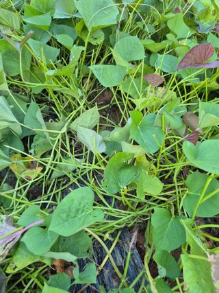 가인 5362님의 고구마 · 영농일지 작성글 사진