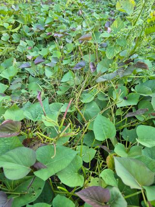 가인 5362님의 고구마 · 영농일지 작성글 사진