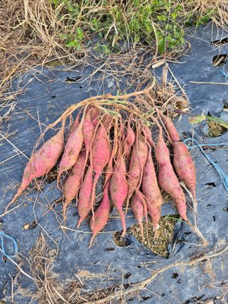 가인 5362님의 고구마 · 영농일지 작성글 사진