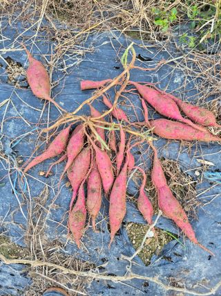 가인 5362님의 고구마 · 영농일지 작성글 사진