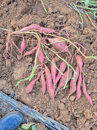 가인 5362님의 고구마 · 영농일지 작성글 사진