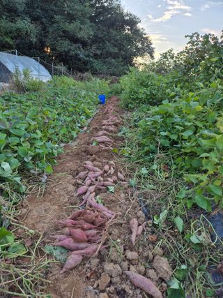 가인 5362님의 고구마 · 영농일지 작성글 사진