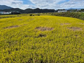 조위래님의 벼 · 영농일지 작성글 사진