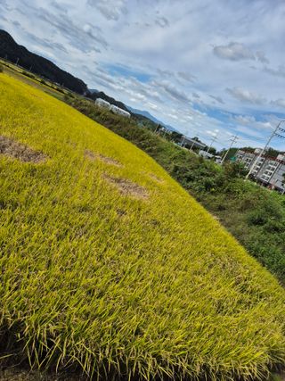 조위래님의 벼 · 영농일지 작성글 사진