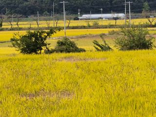 조위래님의 벼 · 영농일지 작성글 사진
