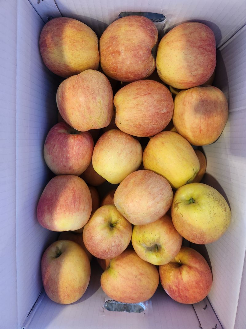 김육환님의 장터 판매 상품 [김천사과 10kg] 첨부 사진