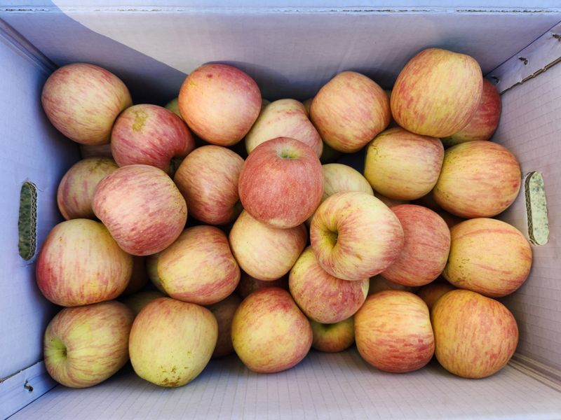 김육환님의 장터 판매 상품 [김천사과 10kg] 첨부 사진