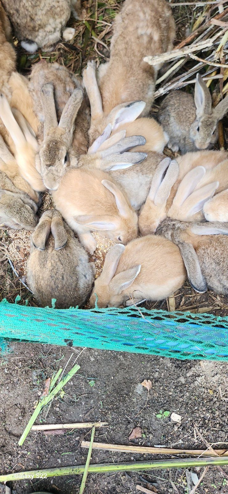 장터 상품 [관상용닭] 썸네일