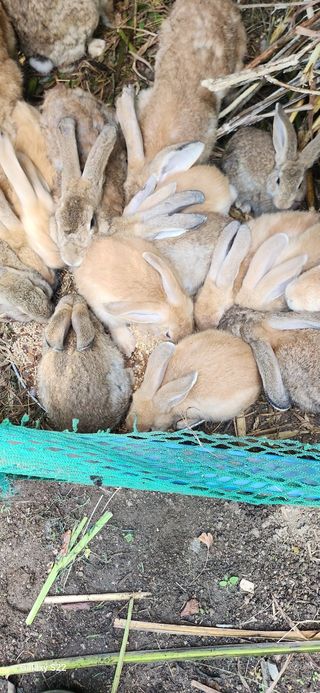 김영복님의 작성글 사진