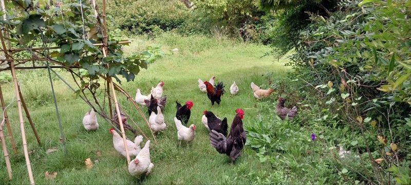김영복님의 장터 판매 상품 [관상용닭] 첨부 사진