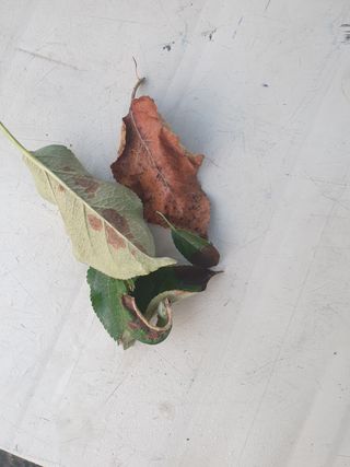 자인면 박덕상님의 사과 · 병해충상담 작성글 사진