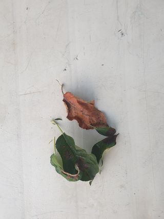 자인면 박덕상님의 사과 · 병해충상담 작성글 사진