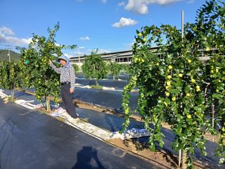 남산만남님의 10월 내 농작물 자랑하기 · 참여글 작성글 사진