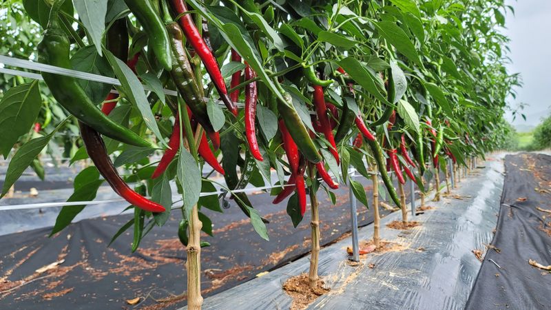 김동희님의 장터 판매 상품 [24년 햇 고추가루(1근 600그램)] 첨부 사진