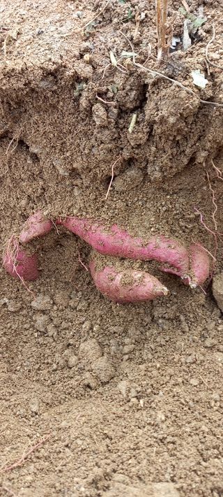 강성분님의 🍠고구마 농협 수매가 아시나요? · 참여글 작성글 사진