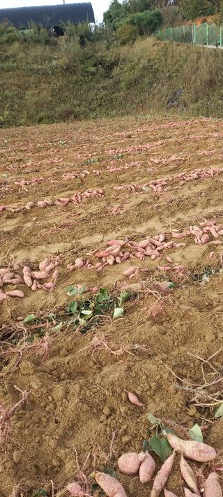 강성분님의 🍠고구마 농협 수매가 아시나요? · 참여글 작성글 사진