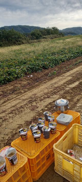 강성분님의 🍠고구마 농협 수매가 아시나요? · 참여글 작성글 사진