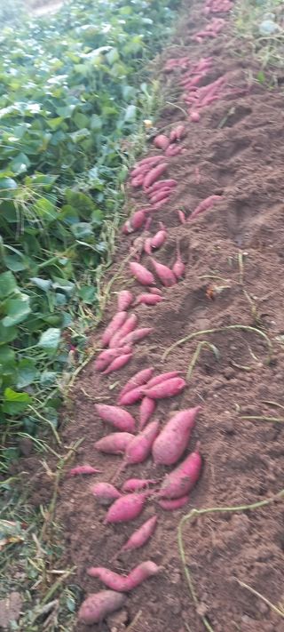 강성분님의 🍠고구마 농협 수매가 아시나요? · 참여글 작성글 사진