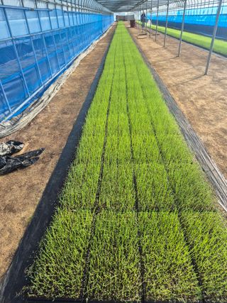 송광만님의 양파 · 영농일지 작성글 사진