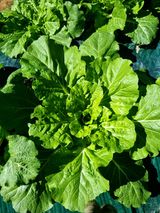 팜모닝 배추·영농일지 게시글 이미지