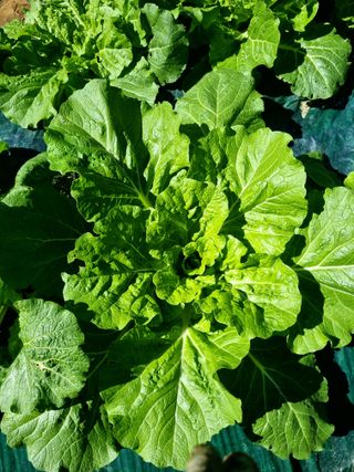 훈&팜님의 배추 · 영농일지 작성글 사진