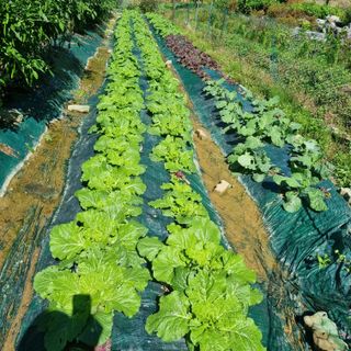 훈&팜님의 배추 · 영농일지 작성글 사진