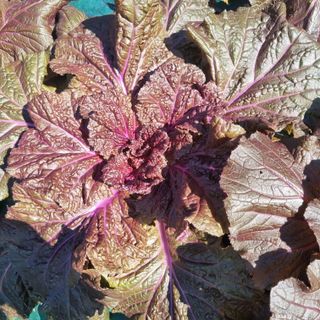 훈&팜님의 배추 · 영농일지 작성글 사진